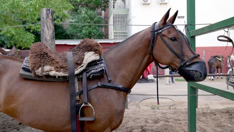 Close-up-shot-capturing-a-beautiful-horse-with-chestnut-coat,-fully-equipped-with-the-accessories-and-ready-for-the-pato-horseball-match,-traditional-sport-game-and-national-sport-of-Argentina