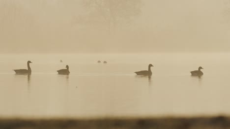 Geese-Swimming-on-Still-Waters-During-Beautiful-Orange-Sunset,-Medium-Close-up-Slow-Motion-Shot