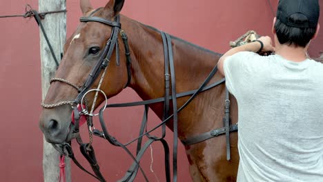 Close-up-shot-capturing-professional-equestrian-tacking-up-its-beautiful-horse,-equipping-accessories-and-protective-equipments-in-the-stable-before-pato-horseball-match,-national-sport-of-Argentina