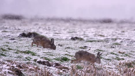 Close-up-shot-of-two-hares-searching-for-food-in-the-middle-of-heavy-snow-storm-with-large-snow-flakes-blowing-by-in-windy-conditions,-slow-motion