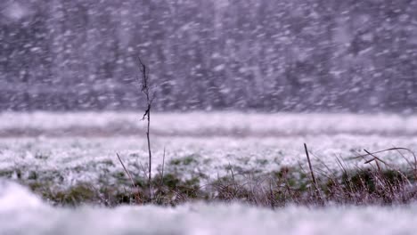 Close-up-static-shot-of-grassy-and-weeds-in-a-heavy-snowstorm-with-the-wind-blowing-and-large-snowflakes,-slow-motion