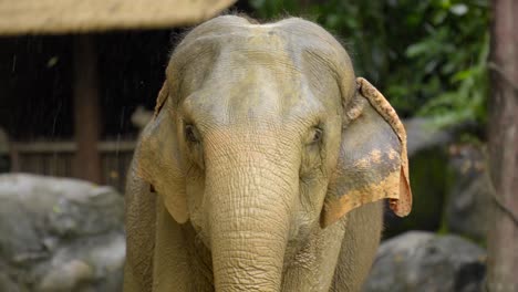 Elefante-Asiático-Cerca-De-La-Cabeza-Con-Disparo-Frontal-Durante-La-Lluvia-En-El-Zoológico-De-Singapur