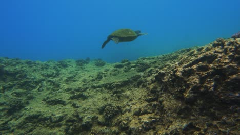 Green-sea-turtle-hovers-in-Pacific-Ocean-over-reef-off-Kona,-Hawaii-coast