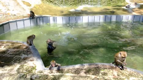 Monkeys-are-swimming-into-the-man-made-pond-in-the-neighborhood