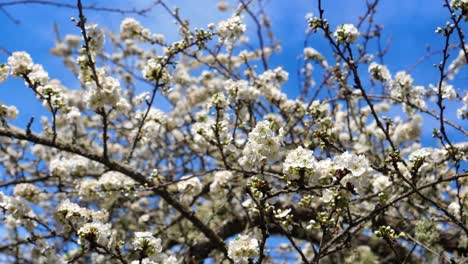 Cherry-Tree-With-Branches-Of-Flowers-And-A-Blue-Sky-Background-On-The-Spring