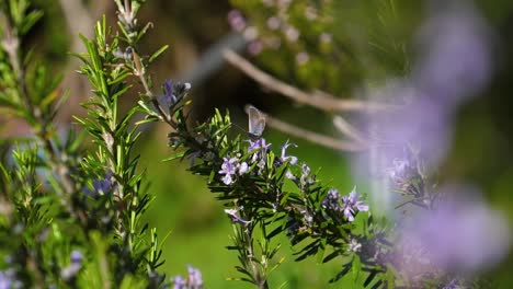 Mission-Blue-Butterfly-Resting-On-Rosemary-Bush