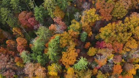 Luftaufnahme-Von-Oben-Nach-Unten,-Die-Im-Herbst-über-Lebendige-Und-Farbenfrohe-Bäume-Fliegt