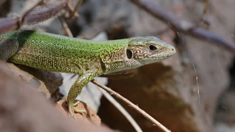 Close-up-of-an-European-green-lizard-standing-on-a-rock