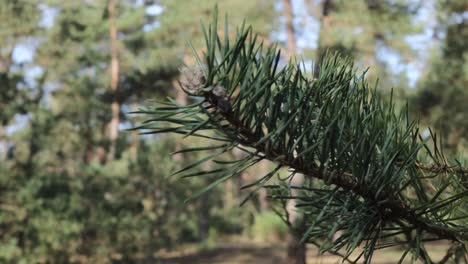Close-up-detail-shot-of-a-branch-from-a-pine-tree