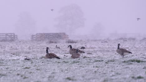 Geese-Keeping-Warm-During-Snowfall,-Medium-Close-Up-Slow-Motion-Shot