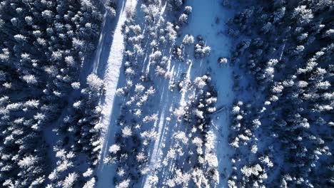 Aerial-top-down-view-of-a-snow-covered-pine-tree-forest-on-a-sunny-winter-day