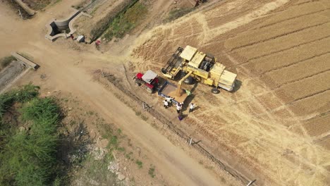 Aerial-drone-rotating-shot-over-a-yellow-agricultural-farm-combine-harvester-collecting-ripe-wheat-in-a-tractor-from-a-large-wheat-field-on-a-sunny-day