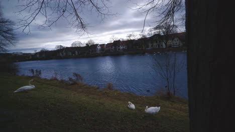 Woman-Walking-Away-Past-Three-Ducks---Tübingen-Germany-Riverside-Nature-Park-with-Wildlife-in-4K