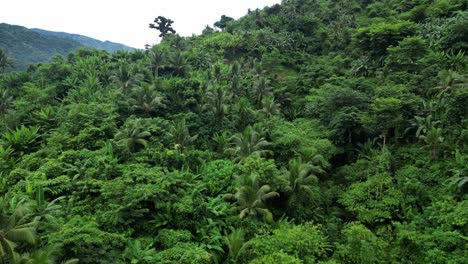Aerial-shot-of-beautiful-deep-forest-on-Catanduanes-island,-Philippines