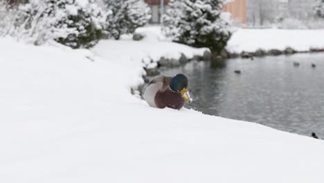 Close-up-of-a-duck-walking-through-snow-next-to-a-lake-on-a-winter-day-in-St