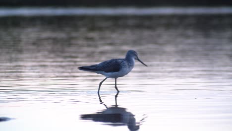 Slow-motion-shot-of-Common-Greenshank-bird-searching-for-insects-food,-Sardinia