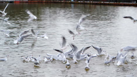 In-this-slow-motion-clip,-the-serene-calm-of-a-lake-is-disrupted-by-the-frantic-chaos-of-seagulls-fighting-for-food