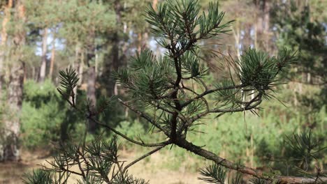 Detail-shot-of-a-pine-tree-branches