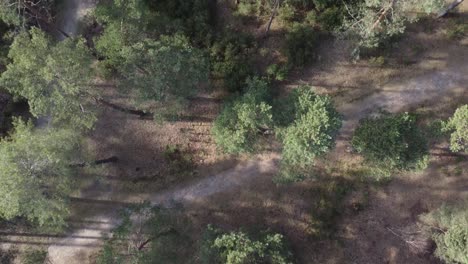 Drone-shot-of-beautiful-forest-and-path-in-between-trees