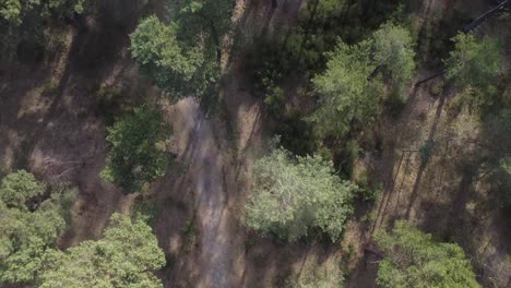 Drone-shot-of-natural-path-through-forest-from-above