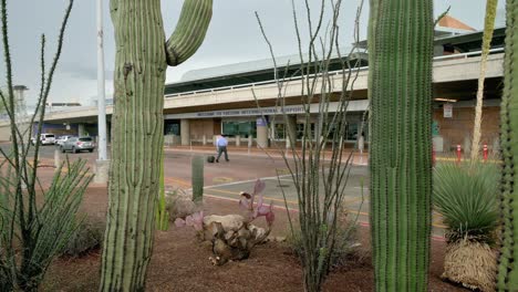 Saguaro-Cacti-in-front-of-entrance-of-Tucson-International-Airport,-Arizona,-USA