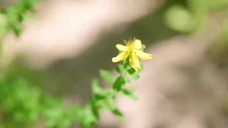 Eine-Nahaufnahme-Einer-Gelben-Blume-In-Zeitlupe