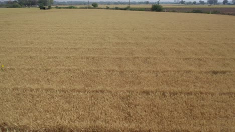 Aerial-drone-backward-moving-shot-of-natural-ripe-golden-wheat-field-along-the-rural-countryside-on-a-cloudy-day