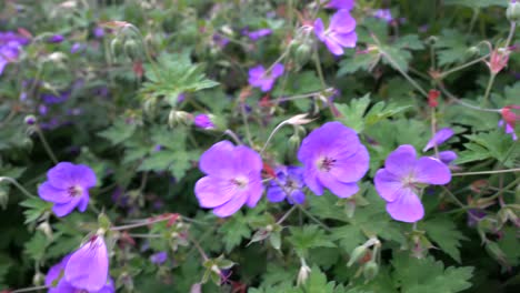 Honeybee-In-A-Purple-Flower
