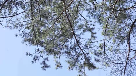 Underneath-shot-of-tree-pine-branches
