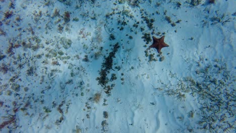 A-starfish's-delicate-arms-and-intricate-patterns-are-beautifully-highlighted-against-the-backdrop-of-the-ocean-floor,-Cozumel,-Mexico