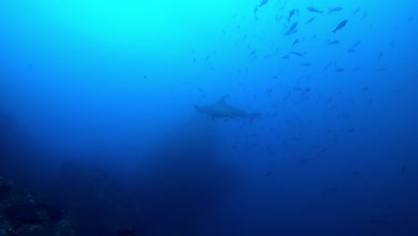 Ein-Hammerhai-Hat-Angst-Und-Schwimmt-Schnell-Davon