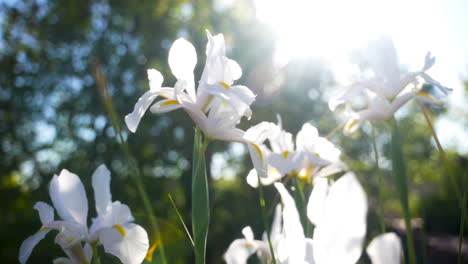Weiße-Schwertlilien-Im-Grünen-Garten,-Hintergrundbeleuchtung-Durch-Strahlendes-Sonnenlicht