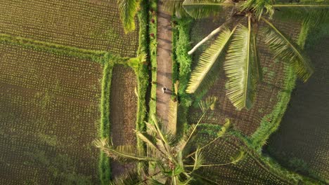Luftaufnahme-Von-Oben-Nach-Unten-Eines-Mädchens,-Das-Bei-Sonnenaufgang-Friedlich-Die-Kulturlandschaft-Durch-Palmenpfade-Und-Reisfelder-In-Einem-Abgelegenen-Dorf-Auf-Bali-Erkundet