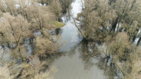 Aerial-drone-shot-of-trees-standing-and-under-water-in-swamp-like-water