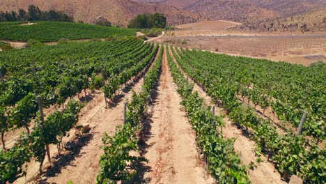 Aerial-shot-overhead-a-calicata-within-the-vineyards-in-Fray-Jorge,-Limari-Valley,-Chile