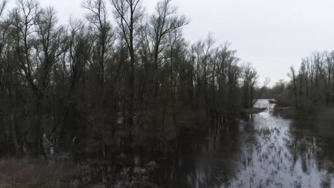 Drone-shot-of-trees-and-reeds-in-swamp-like-water