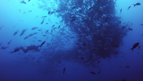 Scuba-diver-with-a-huge-school-of-fish-in-the-ocean