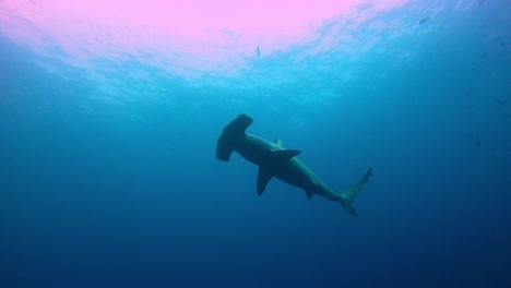 Tiburón-Solitario-Nadando-En-El-Azul