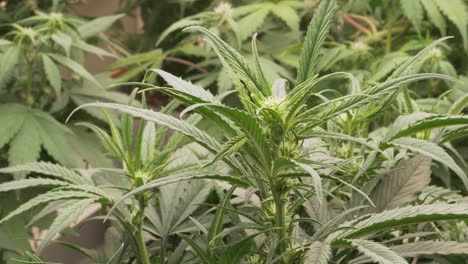 Cannabis-Flower.-Growing-Weed.-Indoor-Plantage
