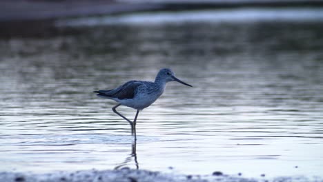 Close-up-of-Common-greenshank-bird-walking-on-wetland-looking-for-insects