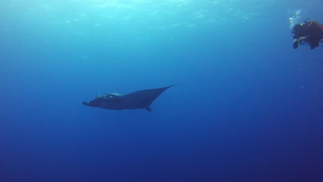 Buzo-Y-Mantarraya-Nadando-Tranquilamente-En-El-Océano-Azul-Juntos-Pacíficamente