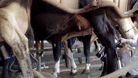 Automated-Milking,-Udder-Suction-Machines-for-Efficient-Cow-Milking