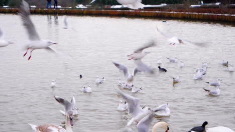 Seagulls-flying-over-the-lake-in-slow-motion