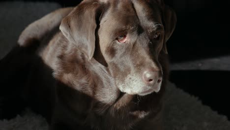 Chocolate-Lab-Laying-Down-on-Ground-Resting