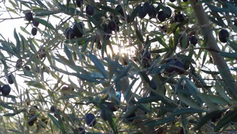 Olive,-Öl,-Oliven,-Frisch,-Italienisch,-Lebensmittel,-Gesund,-Natürlich,-Pflanze,-Wachsend,-Hain,-Ernte,-Bauernhof,-Natur,-Baum,-Grün,-Reif,-Mittelmeer