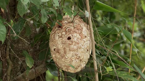 Asian-Hornet-Hive-Hanging-on-a-Tree,-Oval-Shape-Nest,-Hornet-Waiting-Inside-the-Nest