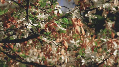 Close-up-of-colorful-leaves-and-with-flowers-in-a-tree-in-a-warm-sunny-light