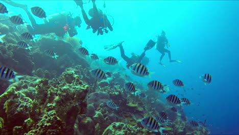 A-divers-regrouping-at-the-reef