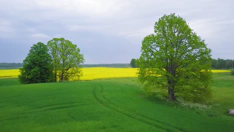 Aerial-flyover-blooming-rapeseed-field,-flying-over-lush-yellow-canola-flowers,-idyllic-farmer-landscape-with-high-fresh-green-oak-trees,-overcast-day,-wide-drone-shot-moving-forward