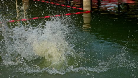 Woman-jumping-into-lake-with-big-splash